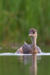 Potápka malá  ( Tachybaptus ruficollis )