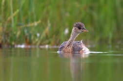 Potápka malá  ( Tachybaptus ruficollis )