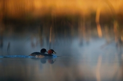 Potápka malá  ( Tachybaptus ruficollis )