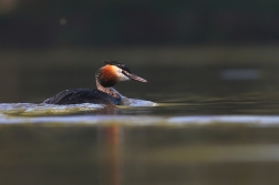 Potápka nroháč  ( Podiceps cristatus )