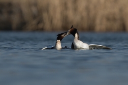 Potápka roháč  ( Podiceps cristatus )