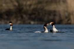 Potápka roháč  ( Podiceps cristatus )