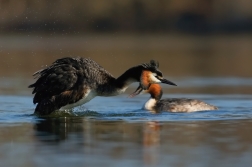 Potápka roháč  ( Podiceps cristatus )