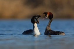 Potápka roháč  ( Podiceps cristatus )