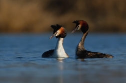 Potápka roháč  ( Podiceps cristatus )