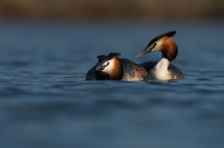 Potápka roháč  ( Podiceps cristatus )