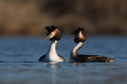 Potápka roháč  ( Podiceps cristatus )