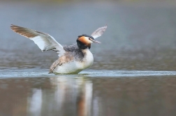 Potápka roháč ( Podiceps cristatus )