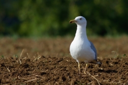 Racek bělohlavý  (  Larus cachinnans )