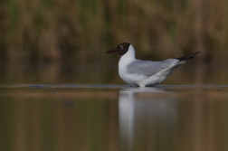 Racek chechtavý  ( Larus ridibundus )