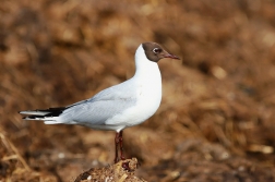 Racek chechtavý  ( Larus ridibundus )