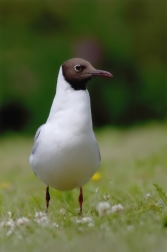 Racek chechtavý  ( Larus ridibundus )