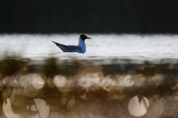 Racek chechtavý  ( Larus ridibundus )