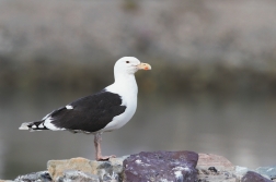 Racek mořský ( Larus marinus )