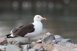 Racek mořský ( Larus marinus )