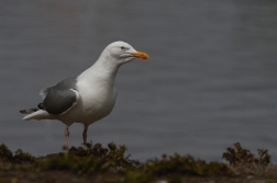 Racek mořský ( Larus marinus )