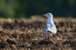 Racek středomořský  ( Larus michahellis )