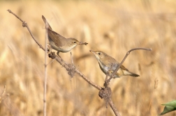 Rákosník zpěvný ( Acrosephalus palustris...