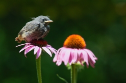 Rehek domácí  ( Phoenicurus ochruros )