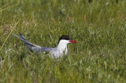 Rybák obecný ( Sterna hirundo )