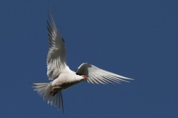 Rybák obecný ( Sterna hirundo )