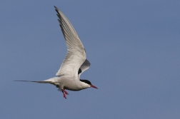 Rybák obecný ( Sterna hirundo )