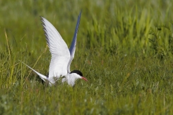 Rybák obecný ( Sterna hirundo )