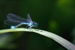 Šidélko větší ( Ischnura elegans )