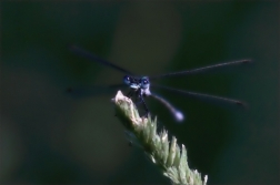 Šidélko větší ( Ischnura elegans )