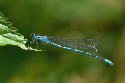 Šidélko větší ( Ischnura elegans )