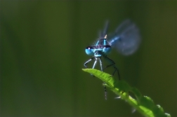 Šidélko větší ( Ischnura elegans )