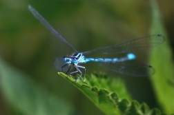 Šidélko větší ( Ischnura elegans )