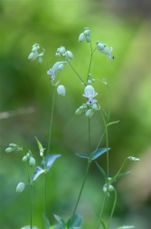 Silenka nadmutá ( Silene vulgaris )