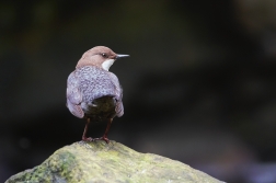 Skorec vodní  ( Cinclus cinclus )