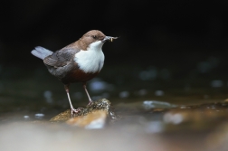 Skorec vodní  ( Cinclus cinclus )