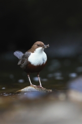 Skorec vodní  ( Cinclus cinclus )