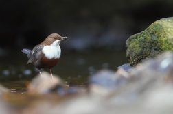 Skorec vodní  ( Cinclus cinclus )