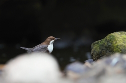 Skorec vodní  ( Cinclus cinclus )