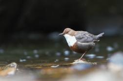 Skorec vodní  ( Cinclus cinclus )