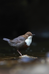 Skorec vodní  ( Cinclus cinclus )