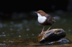 Skorec vodní  ( Cinclus cinclus )