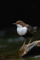 Skorec vodní  ( Cinclus cinclus )