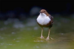 Skorec vodní  ( Cinclus cinclus )