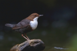 Skorec vodní  ( Cinclus cinclus )