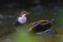 Skorec vodní  ( Cinclus cinclus )