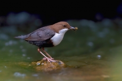 Skorec vodní  ( Cinclus cinclus )