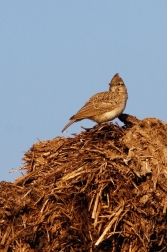 Skřivan polní  ( Alauda arvensis )