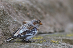 Sněhule severní  ( Plectrophe naxnivalis )