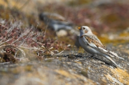 Sněhule severní  ( Plectrophe naxnivalis )