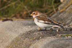 Sněhule severní ( Plectrphenax nivalis )